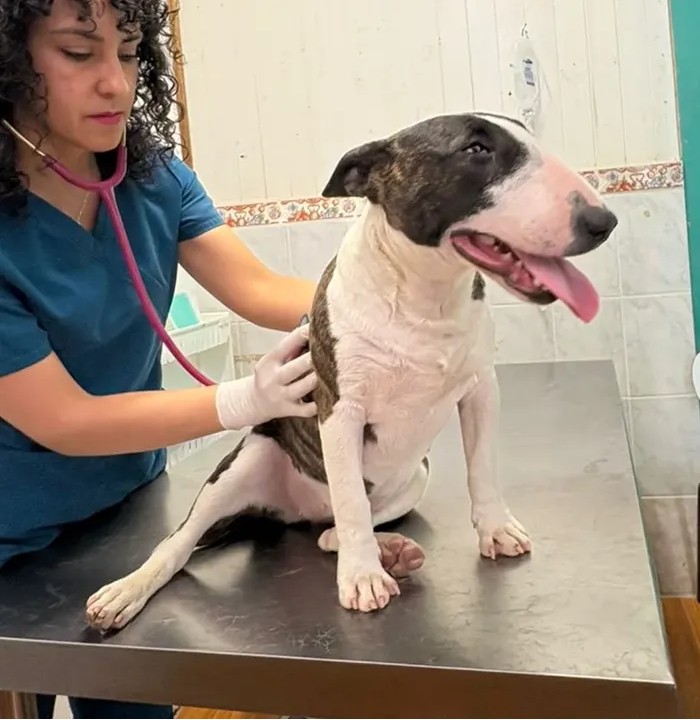 Dra. Belén González Álvarez — Médica Veterinaria